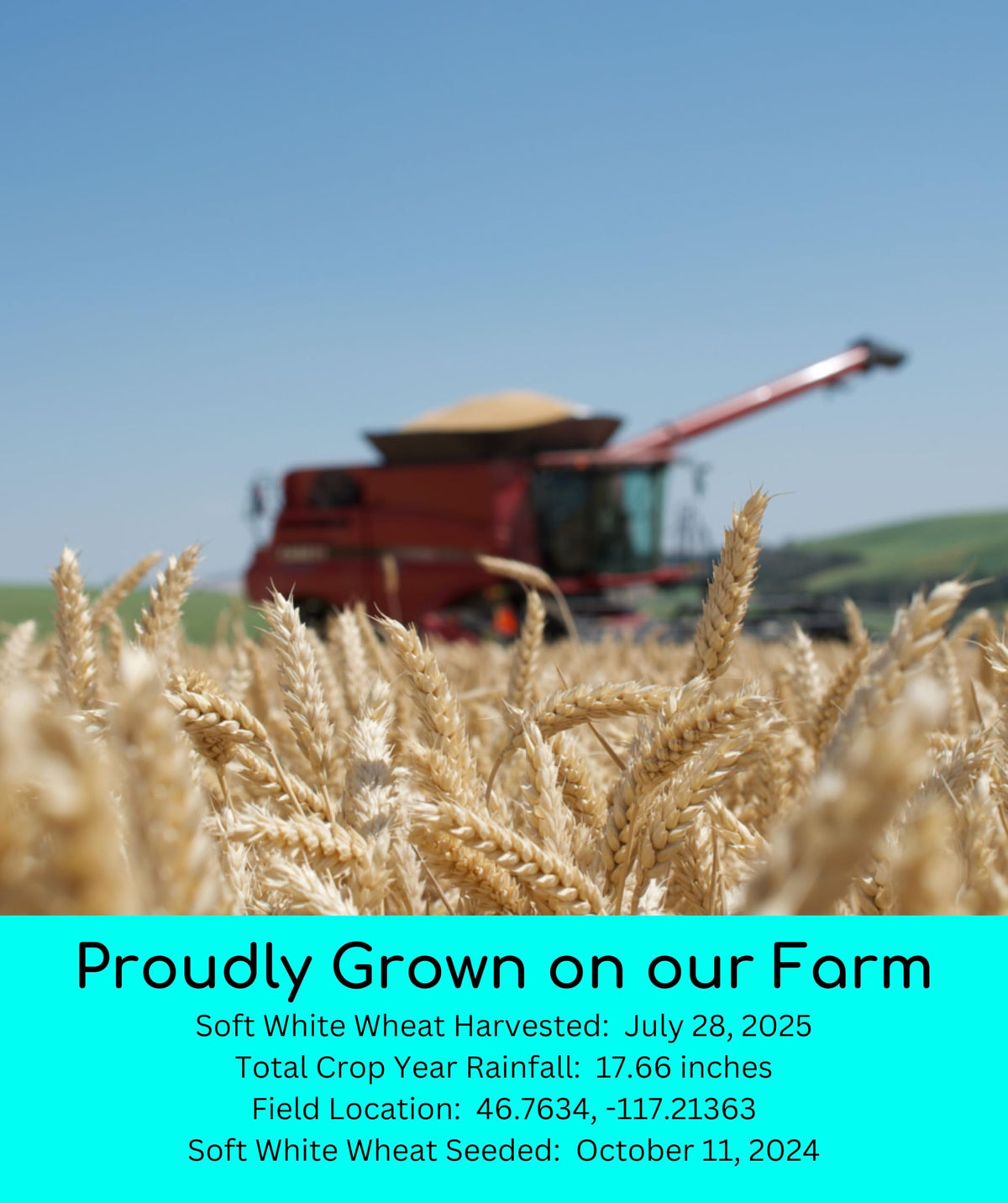 Soft White Wheat Berries 5 lbs P454