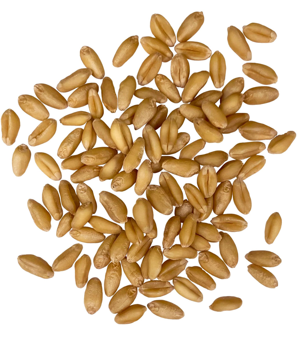 Soft White Wheat Berries 5 lbs P454