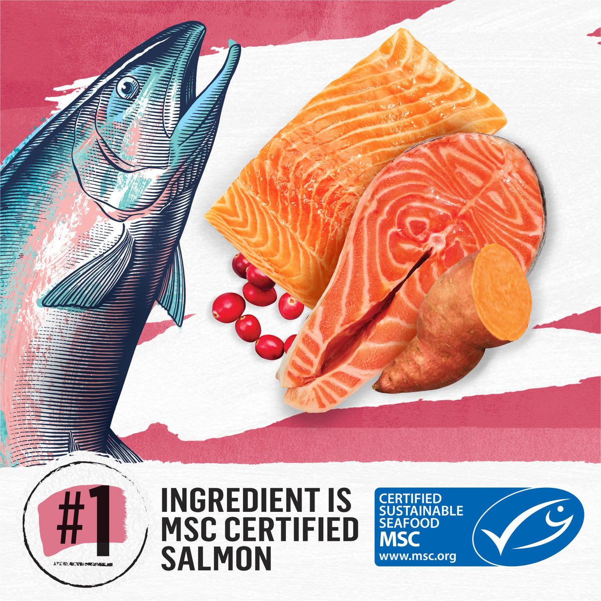 Grain Free Dry Cat Food Salmon, Egg and Sweet Potato Recipe 11 lb. Bag E21874
